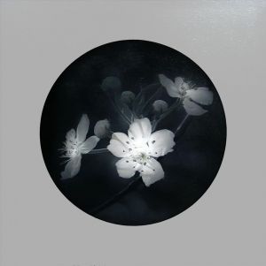 Yang Xun œuvre - Fleur de poire pure