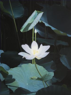 Yang Xun œuvre - Le solstice d'été