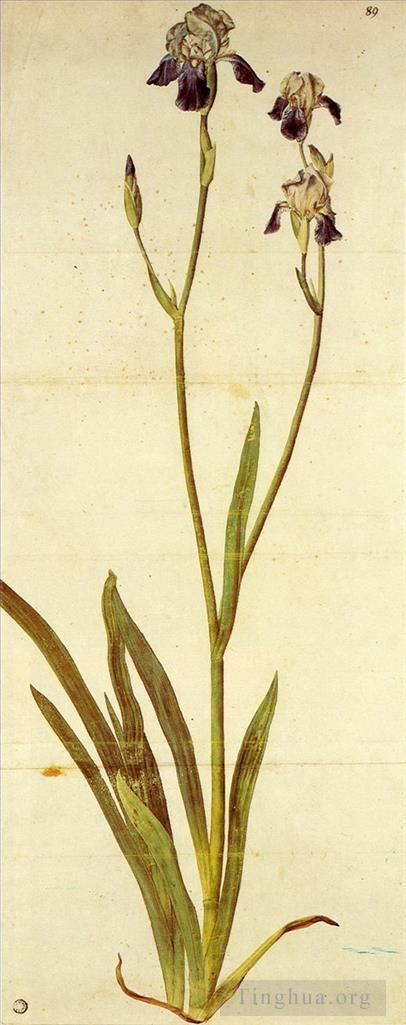 Albrecht Dürer Types de peintures - Iris