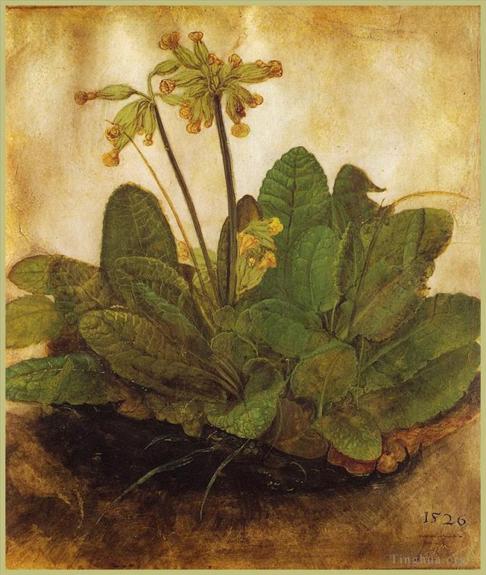 Albrecht Dürer Types de peintures - Primula