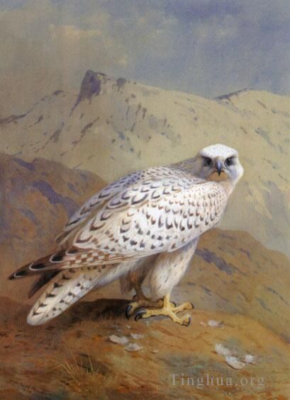 Archibald Thorburn FZS Peinture à l'huile - Un Faucon du Groenland ou Gyr