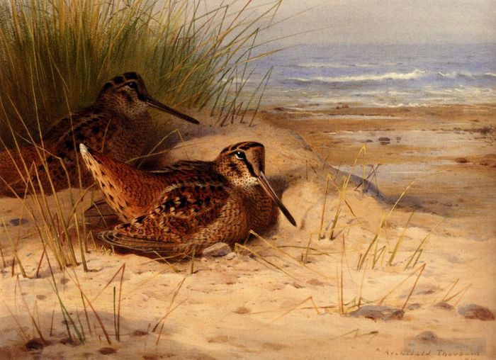 Archibald Thorburn FZS Peinture à l'huile - Bécasse nichant sur une plage