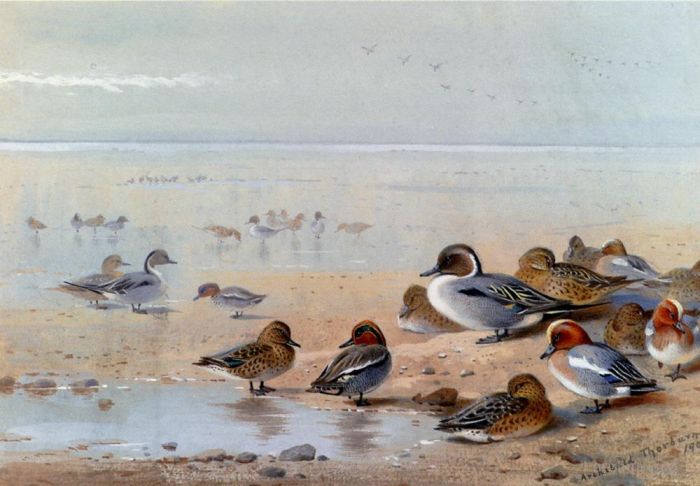 Archibald Thorburn FZS Types de peintures - Sarcelle pilet et canard siffleur au bord de la mer