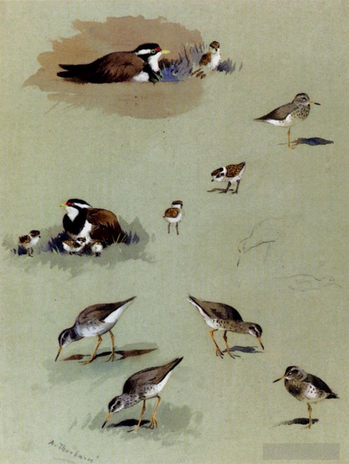 Archibald Thorburn FZS Types de peintures - Étude des coursiers de couleur crème des bécasseaux et autres oiseaux