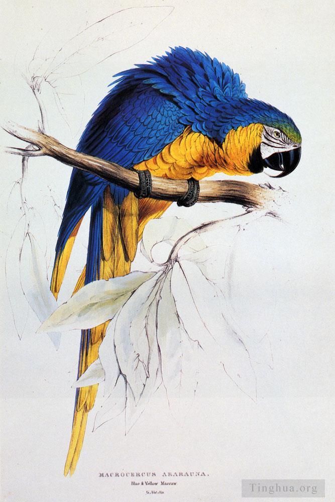Edward Lear Types de peintures - Ara bleu et jaune