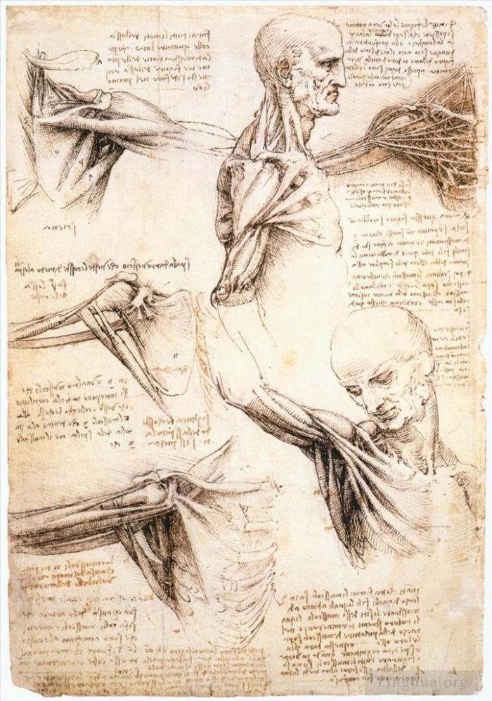 Léonard de Vinci Types de peintures - Etudes anatomiques de l'épaule