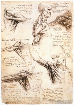 Léonard de Vinci œuvres - Etudes anatomiques de l'épaule