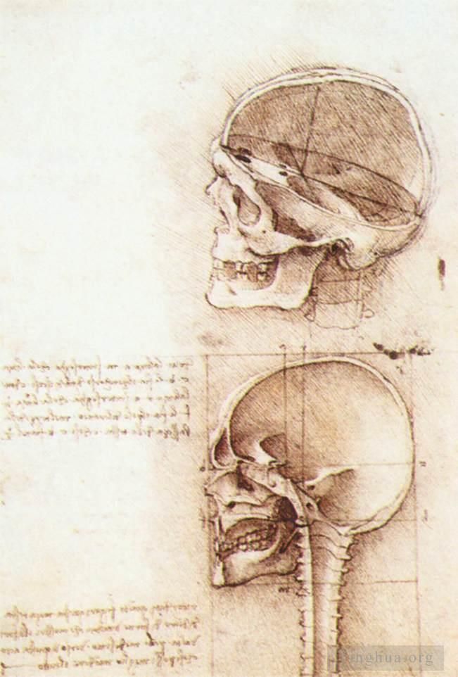 Léonard de Vinci Types de peintures - Études du crâne humain