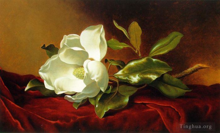 Martin Johnson Heade Peinture à l'huile - Un magnolia sur du velours rouge